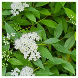 Bodacious Bushes and Trees in Hardiness Zone 4A