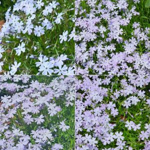 Power Flowerers in Hardiness Zone 4A