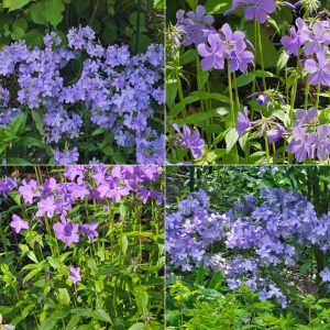 Power Flowerers in Hardiness Zone 4A