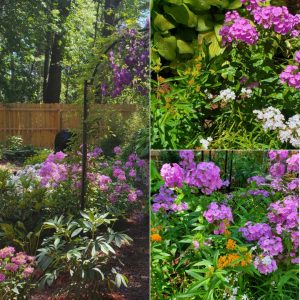 Power Flowerers in Hardiness Zone 4A