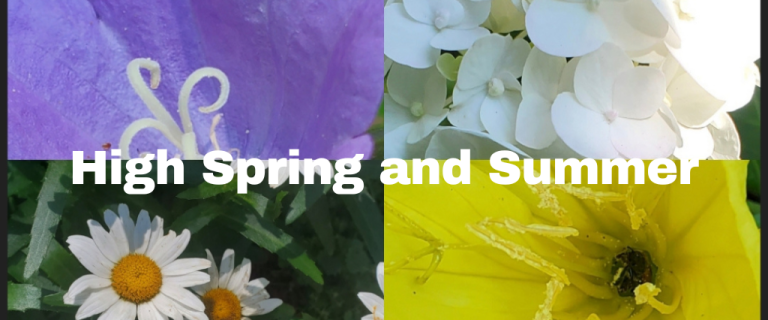 The Renaissance Garden Guy Photo Gallery