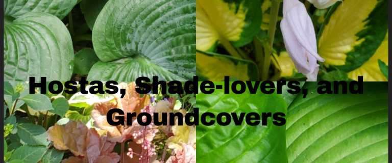 The Renaissance Garden Guy Photo Gallery