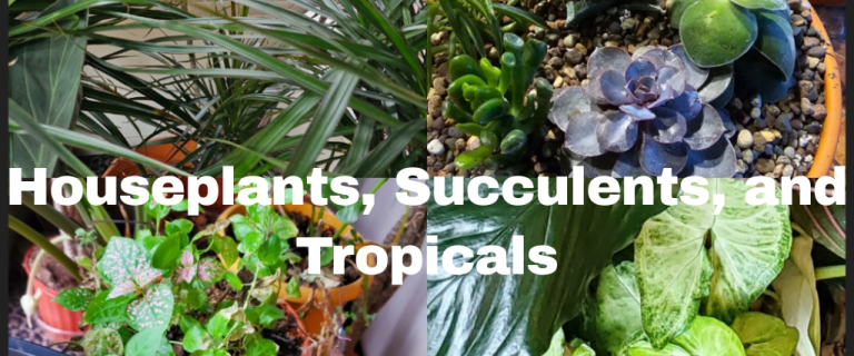 The Renaissance Garden Guy Photo Gallery