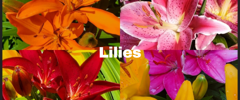 The Renaissance Garden Guy Photo Gallery