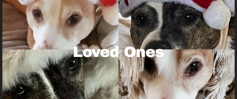 The Renaissance Garden Guy Photo Gallery