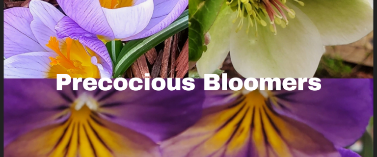 The Renaissance Garden Guy Photo Gallery