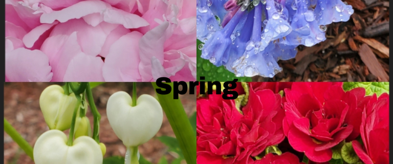 The Renaissance Garden Guy Photo Gallery