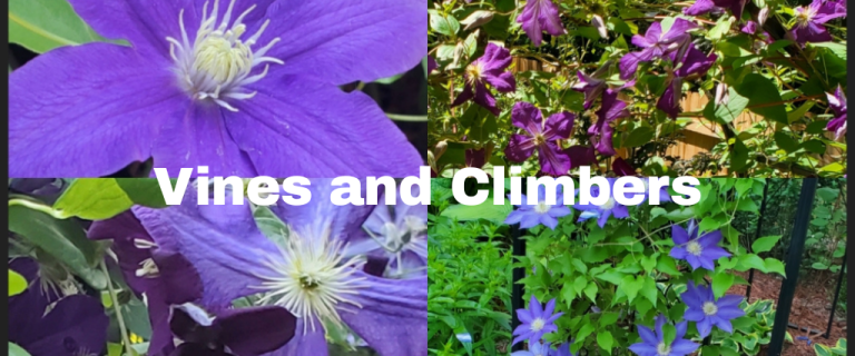 The Renaissance Garden Guy Photo Gallery