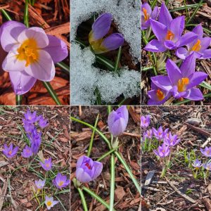 Early Bloomers in Hardiness Zone 4A