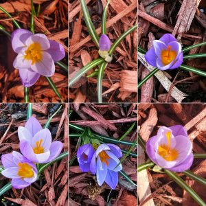 Early Bloomers in Hardiness Zone 4A