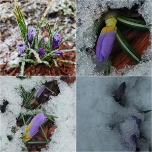 Early Bloomers in Hardiness Zone 4A