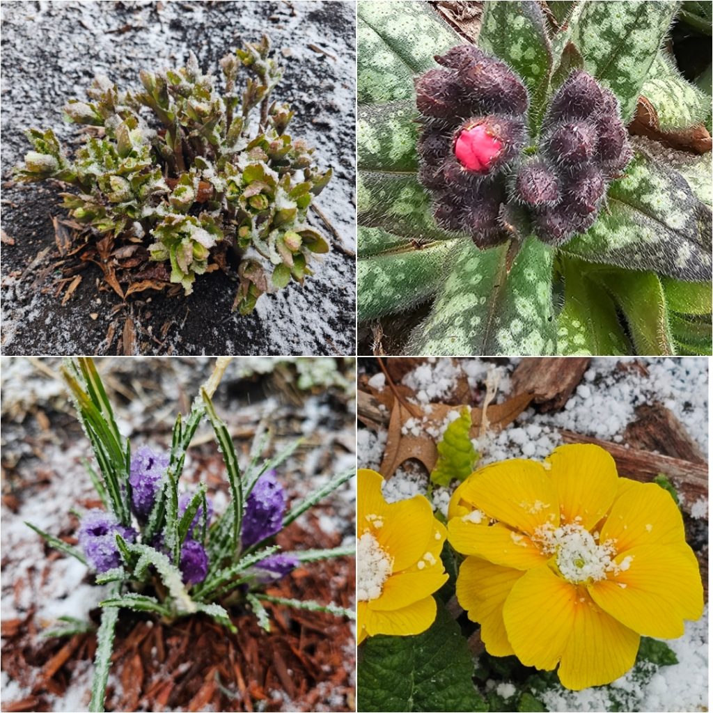 Early Bloomers in Hardiness Zone 4A