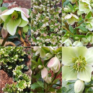 Early Bloomers in Hardiness Zone 4A