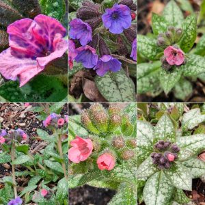 Early Bloomers in Hardiness Zone 4A