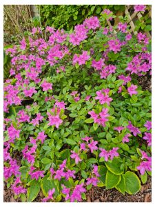 Bodacious Bushes and Trees in Hardiness Zone 4A