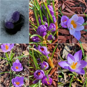 Early Bloomers in Hardiness Zone 4A