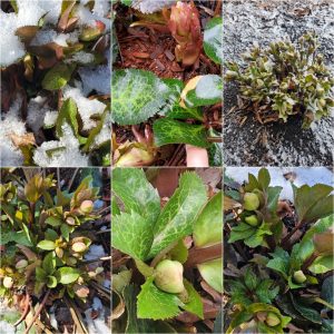 Early Bloomers in Hardiness Zone 4A