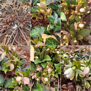 Early Bloomers in Hardiness Zone 4A