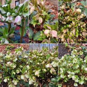 Early Bloomers in Hardiness Zone 4A