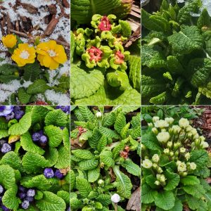 Early Bloomers in Hardiness Zone 4A