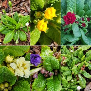 Early Bloomers in Hardiness Zone 4A