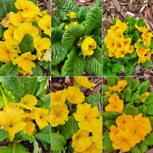Early Bloomers in Hardiness Zone 4A