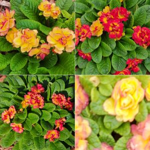 Early Bloomers in Hardiness Zone 4A