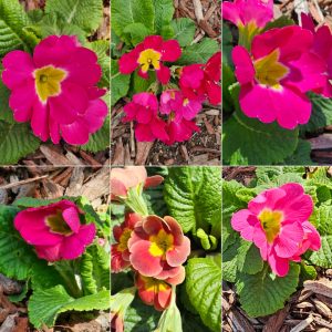 Early Bloomers in Hardiness Zone 4A