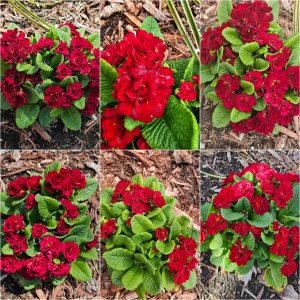 Early Bloomers in Hardiness Zone 4A