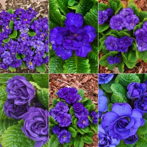 Early Bloomers in Hardiness Zone 4A