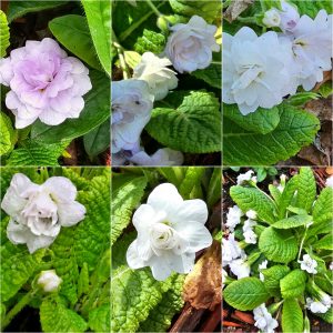 Early Bloomers in Hardiness Zone 4A