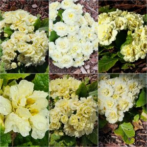 Early Bloomers in Hardiness Zone 4A