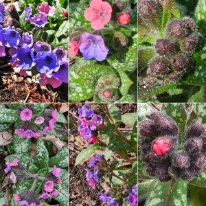 Early Bloomers in Hardiness Zone 4A