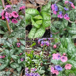 Early Bloomers in Hardiness Zone 4A