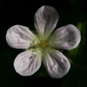 Out of the North: Richardson’s Geranium