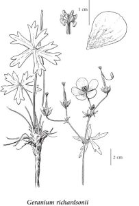 Out of the North: Richardson’s Geranium