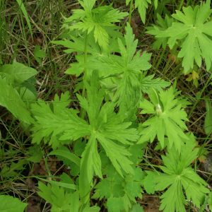 Out of the North: Richardson’s Geranium