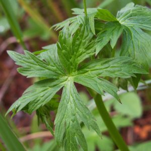 Out of the North: Richardson’s Geranium