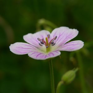Out of the North: Richardson’s Geranium
