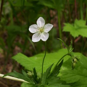 Out of the North: Richardson’s Geranium