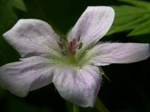 Out of the North: Richardson’s Geranium