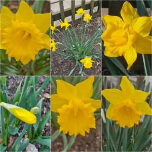 Power Flowerers in Hardiness Zone 4A