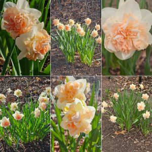 Power Flowerers in Hardiness Zone 4A