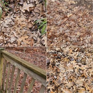 Horticultural Hygiene