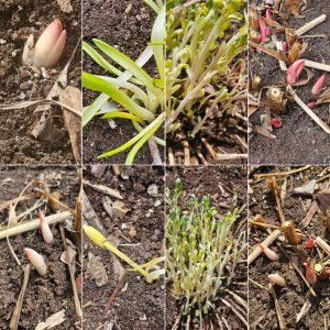 Horticultural Hygienne