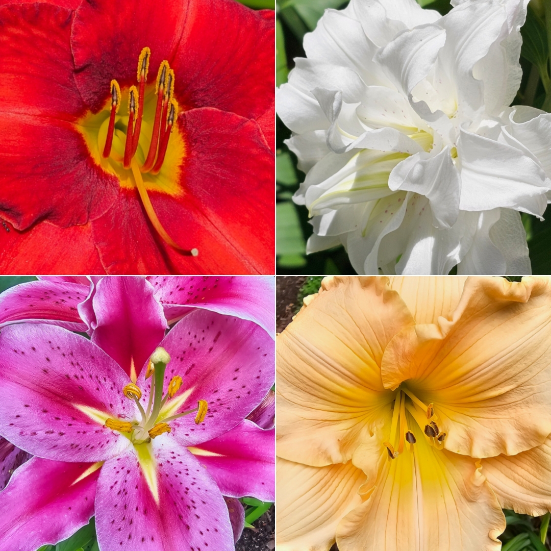 Lilies and Daylilies in Hardiness Zone 4A
