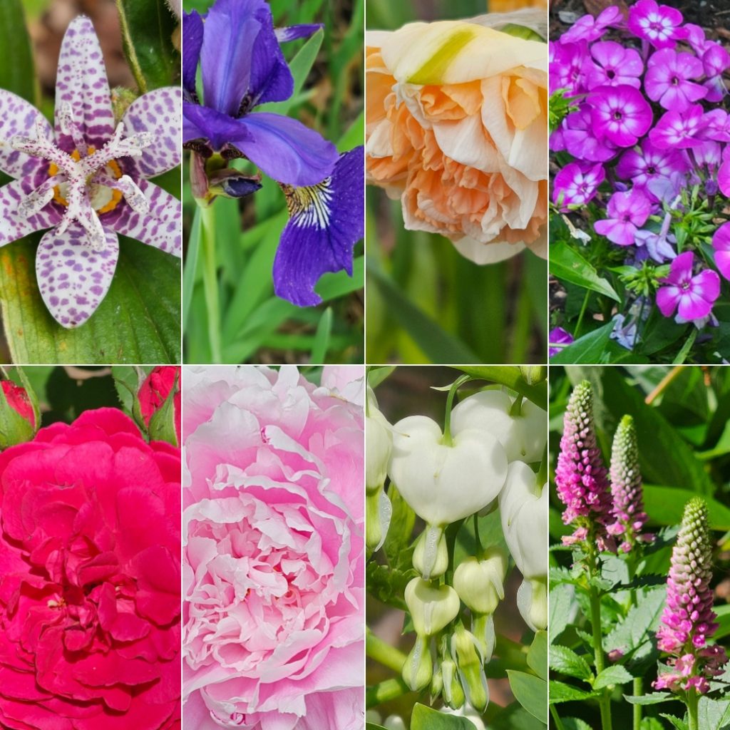 Power Flowerers in Hardiness Zone 4A