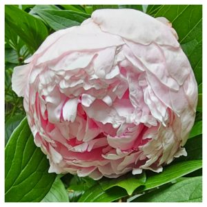 Power Flowerers in Hardiness Zone 4A