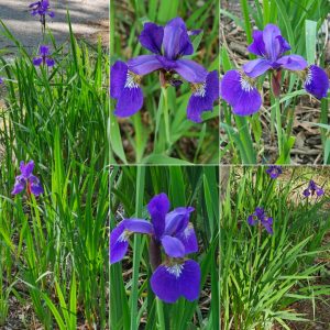 Power Flowerers in Hardiness Zone 4A