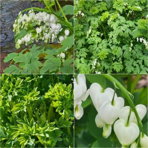 Power Flowerers in Hardiness Zone 4A